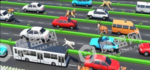 公路上的动物