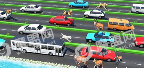 公路上的动物