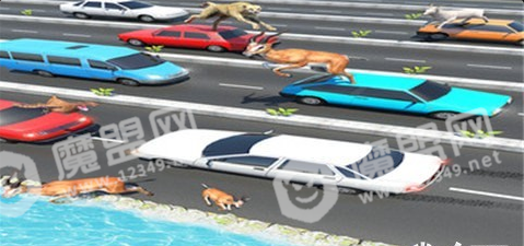 公路上的动物