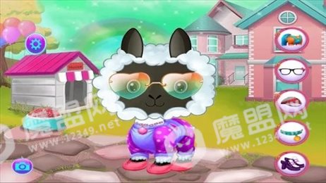 羊驼宠物护理