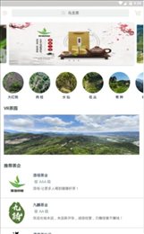 茶知了