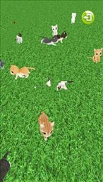 我们去抓猫