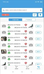 赛鸽云