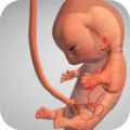 怀孕宝宝模拟器v1.0