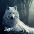 森林荒原狼模拟器(The Wolf)