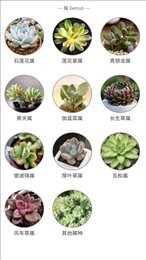嘟嘟多肉植物鉴