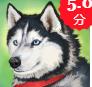 美国ZOOM动物(Dog Simulator - Animal Life)v1.0.0.5