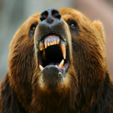 饥饿的攻击熊(Hungry Bear)