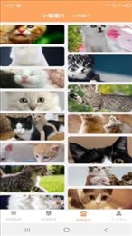 爱猫狗翻译