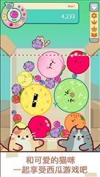 猫和西瓜(Cat & Watermelon)